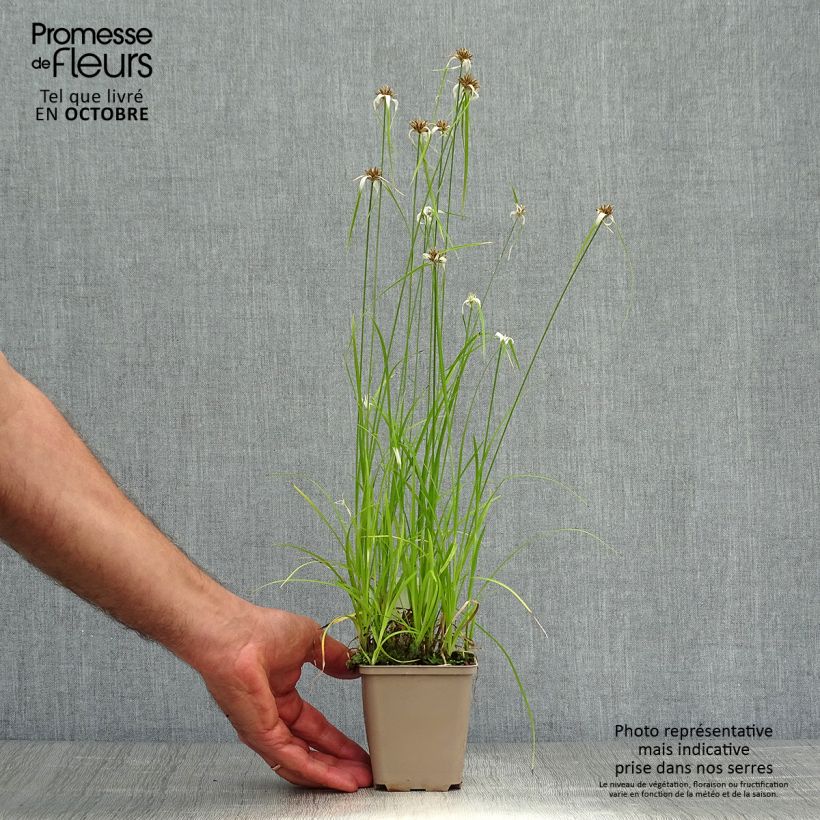 Rhynchospora colorata - White Star Sedge 8/9 cm pot sample as delivered in autumn