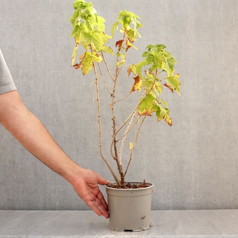 Ribes americanum Variegatum 3L/4L pot sample as delivered in summer