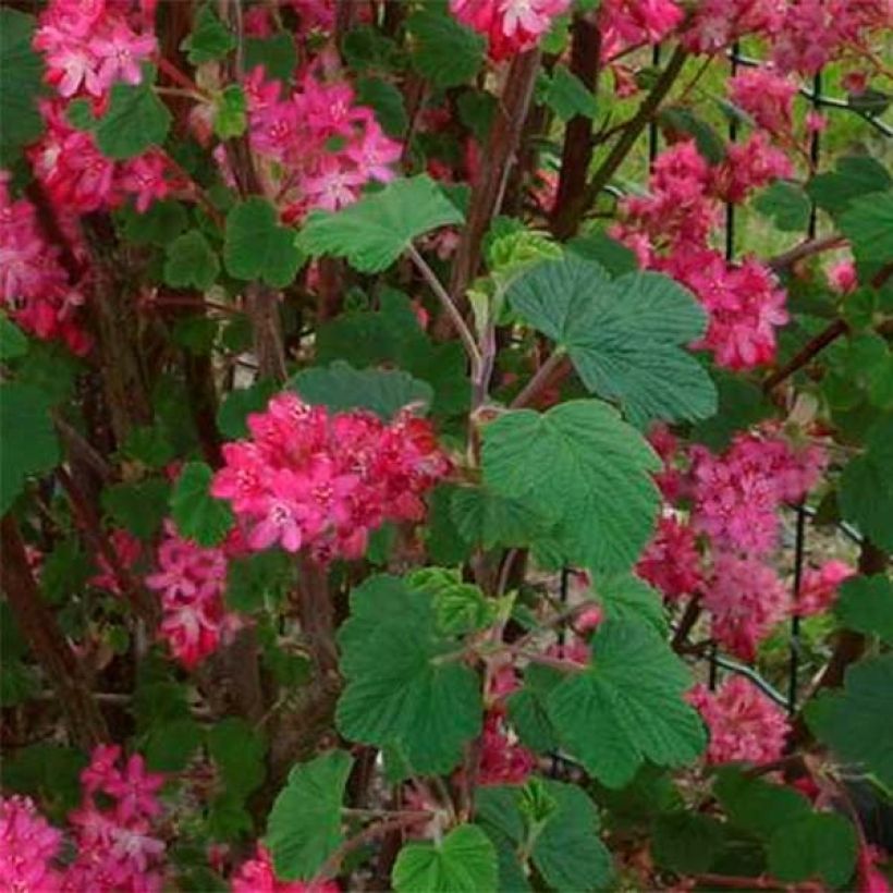 Ribes sanguineum Red Bross - Flowering Currant (Foliage)