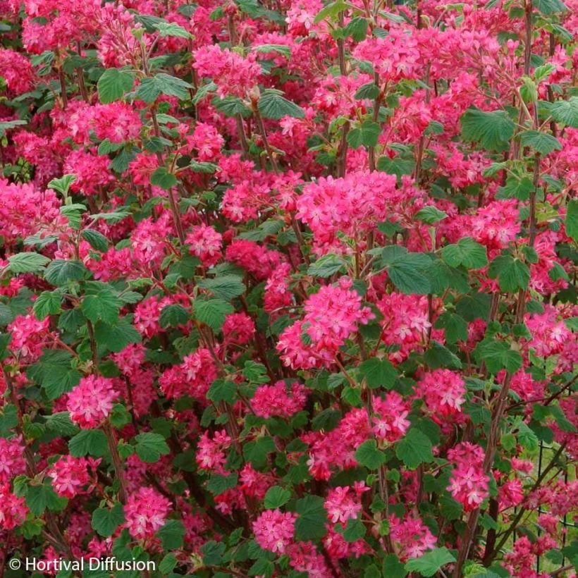 Ribes sanguineum Red Bross - Flowering Currant (Flowering)