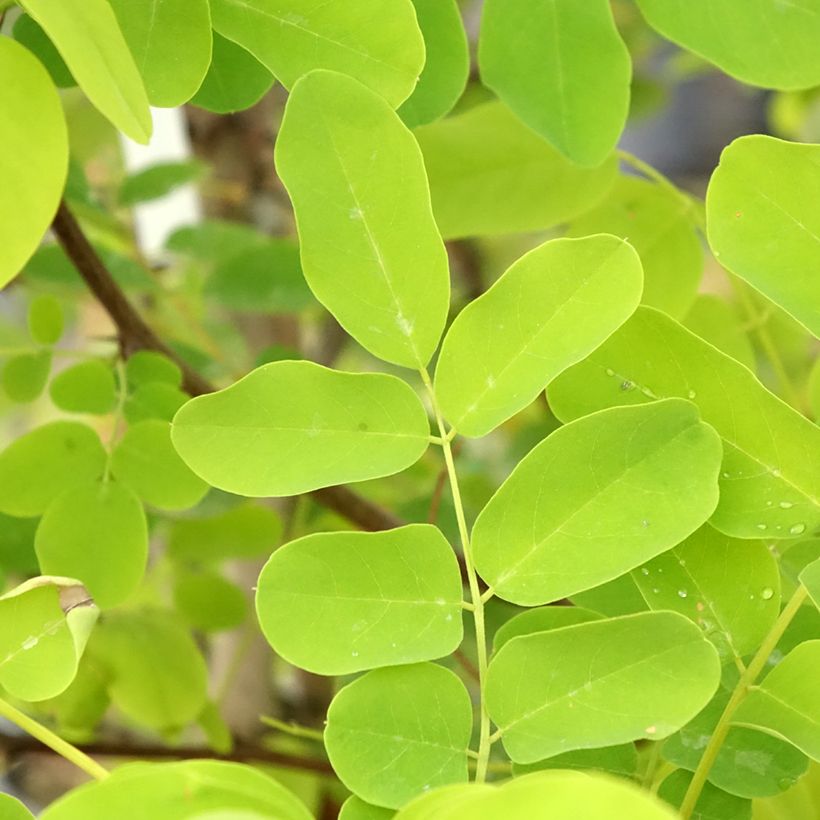 Robinia pseudoacacia Coluteoides - Black locust (Foliage)