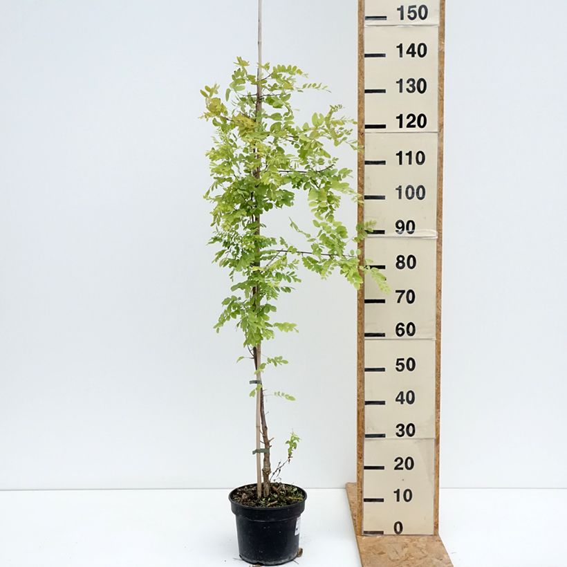 Robinia pseudoacacia Coluteoides - Black locust 4L/5L pot sample as delivered in summer