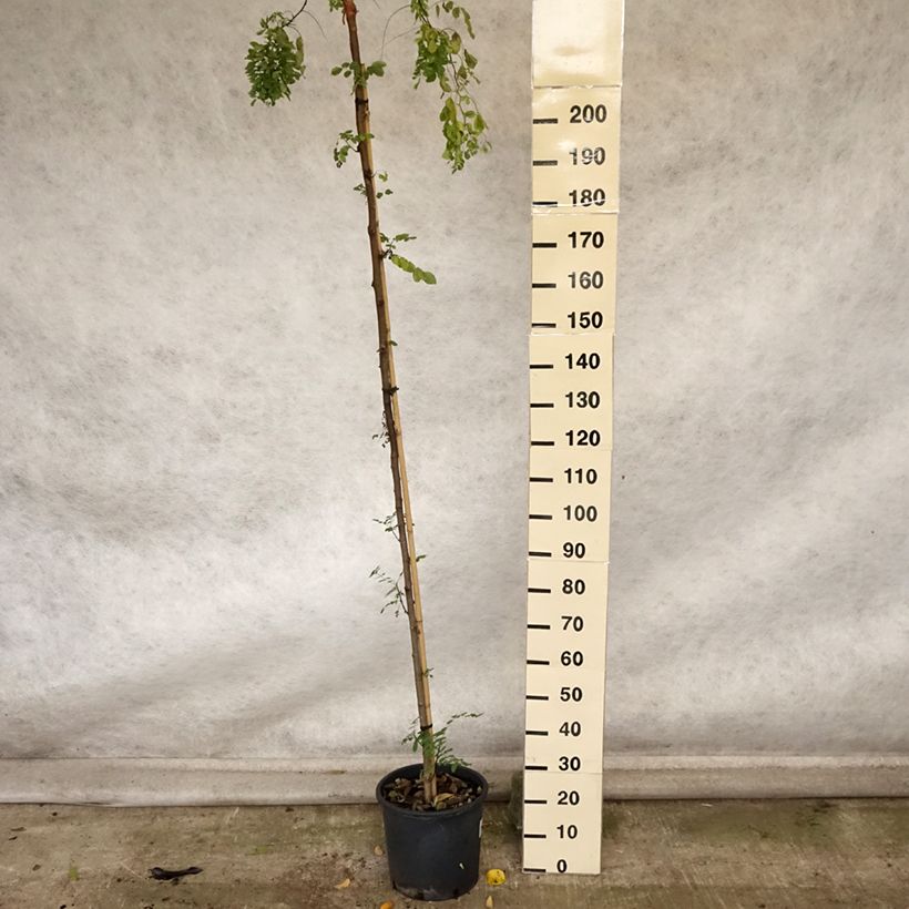 Robinia pseudoacacia Twisty Baby - Acacia nain tortueux. Pot de 16L sample as delivered in autumn