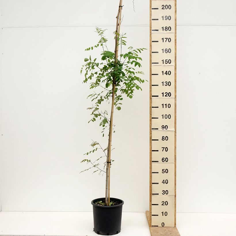 Robinia pseudoacacia Twisty Baby Lace Lady - Black Locust 7.5L/10L potShipped height around 120/140cm sample as delivered in spring