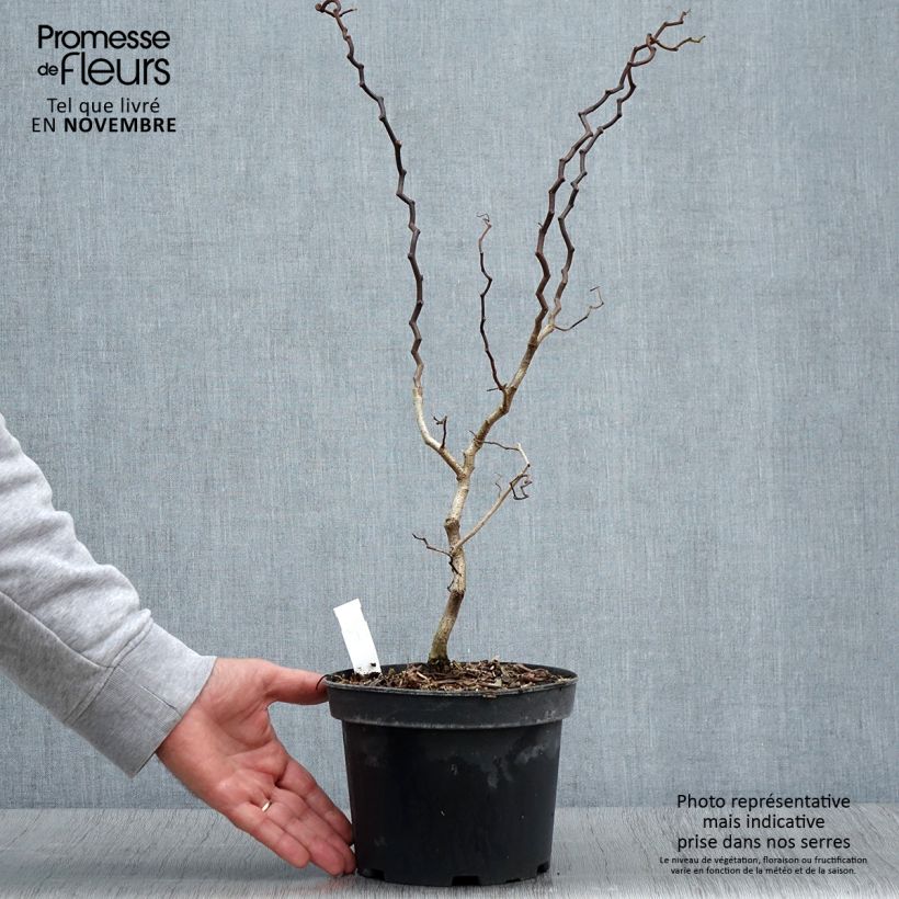 Robinia pseudoacacia Twisty Baby - Acacia nain tortueux Pot de 3L/4L sample as delivered in autumn