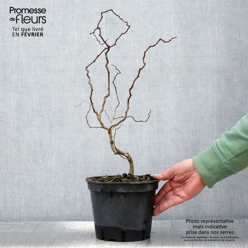 Robinia pseudoacacia Twisty Baby - Acacia nain tortueux Pot de 3L/4L sample as delivered in winter