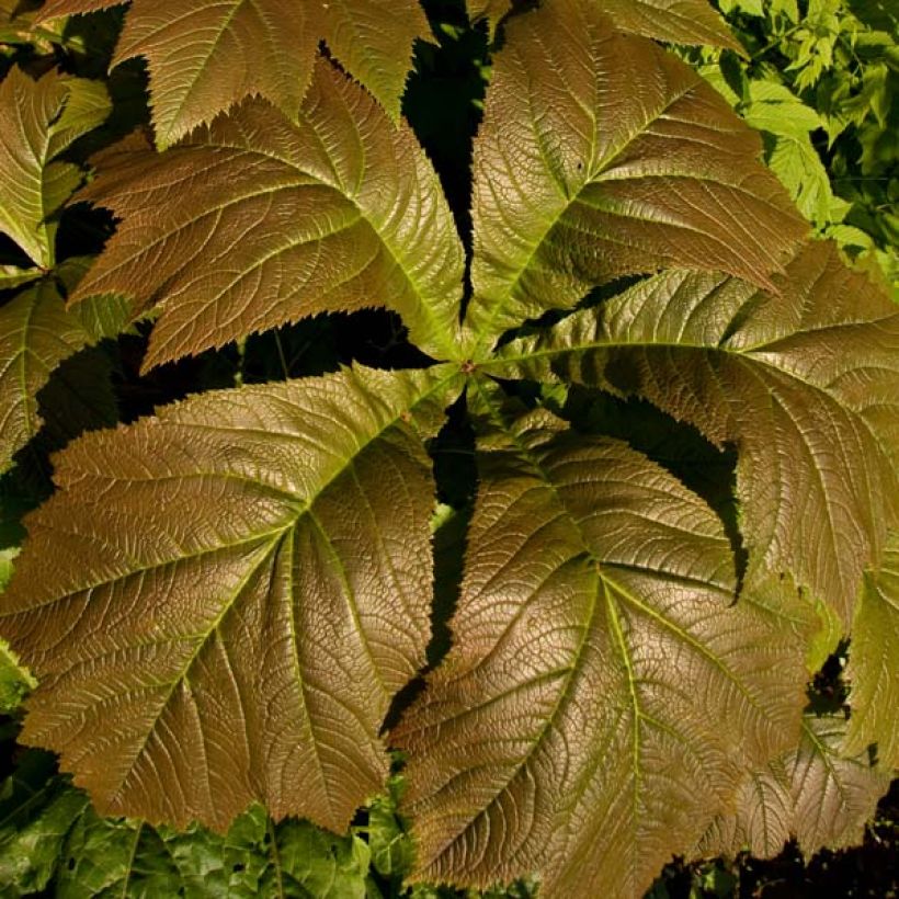 Rodgersia aesculifolia Irish Bronze (Foliage)