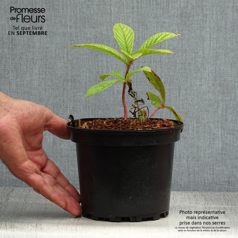 Rodgersia pinnata 1.5L/2L pot sample as delivered in autumn