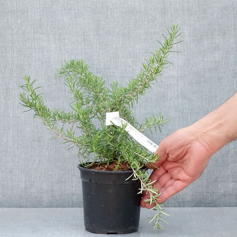 Rosmarinus officinalis Pointe du Raz 1.5L/2L potShipped height around 15/+cm sample as delivered in spring