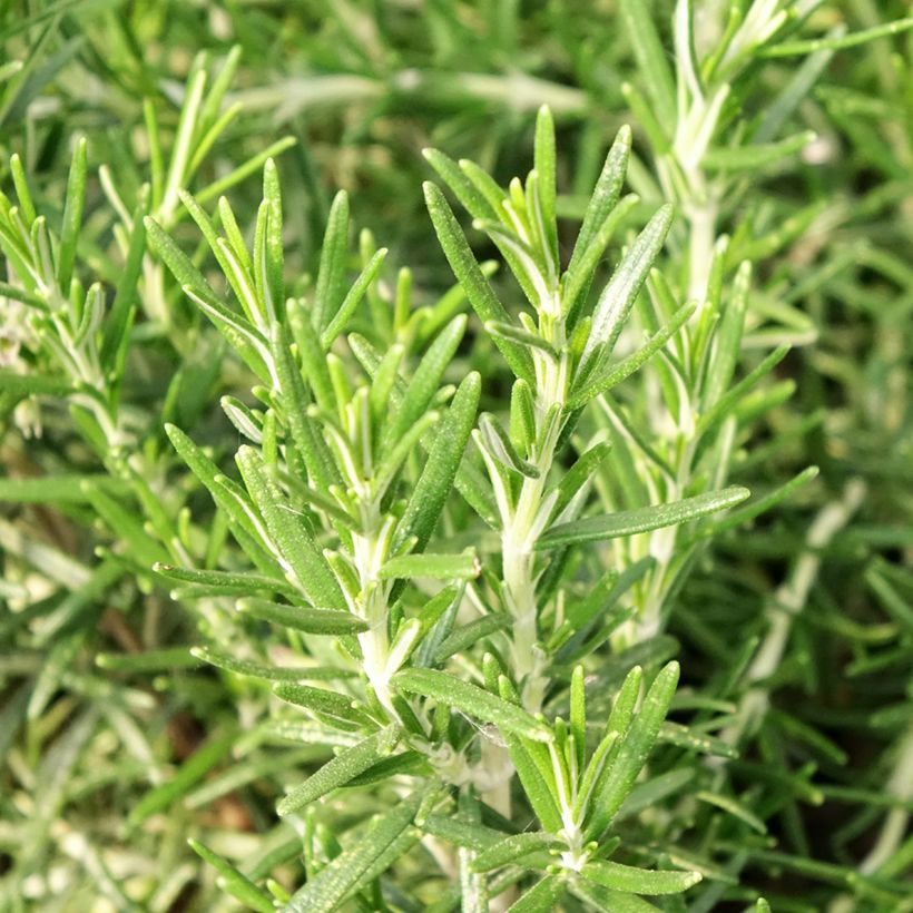 Organic Rosmarinus officinalis - Rosemary (Foliage)