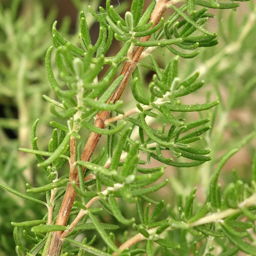 Rosmarinus officinalis Majorca Pink - Rosemary (Foliage)