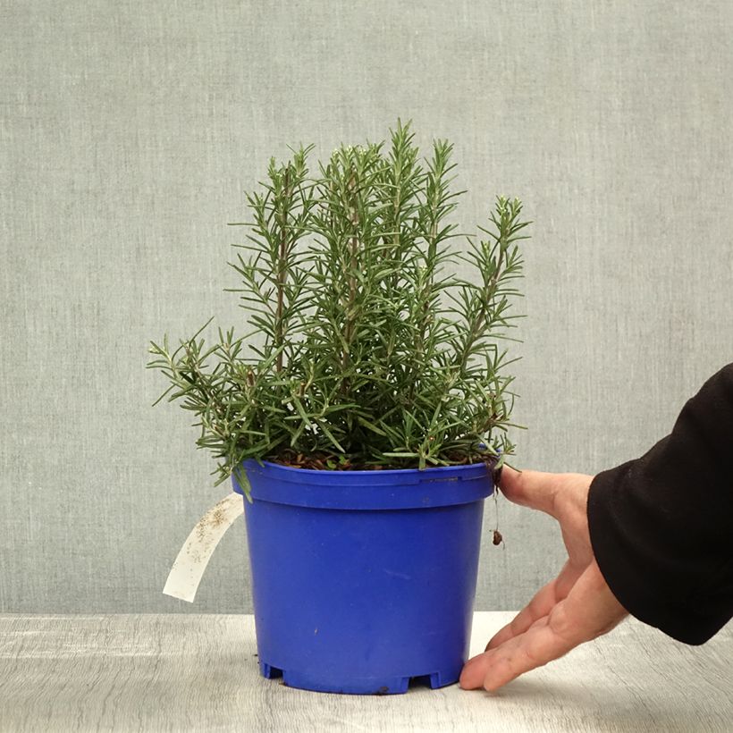 Rosmarinus officinalis Tuscan Blue 3L/4L pot sample as delivered in autumn