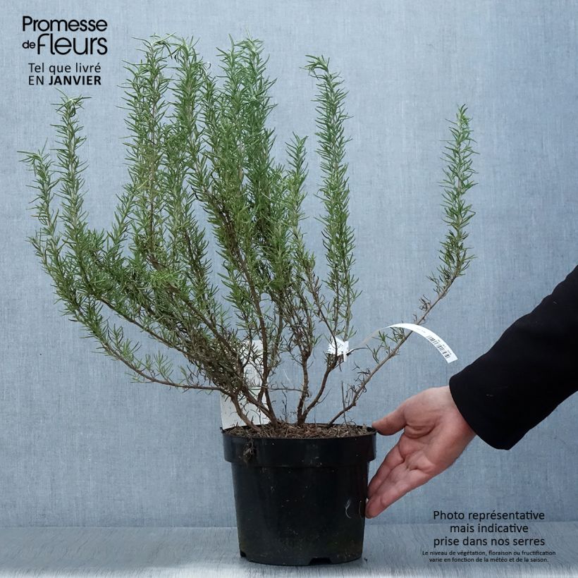 Romarin - Rosmarinus officinalis Tuscan Blue Pot de 3L/4L sample as delivered in winter