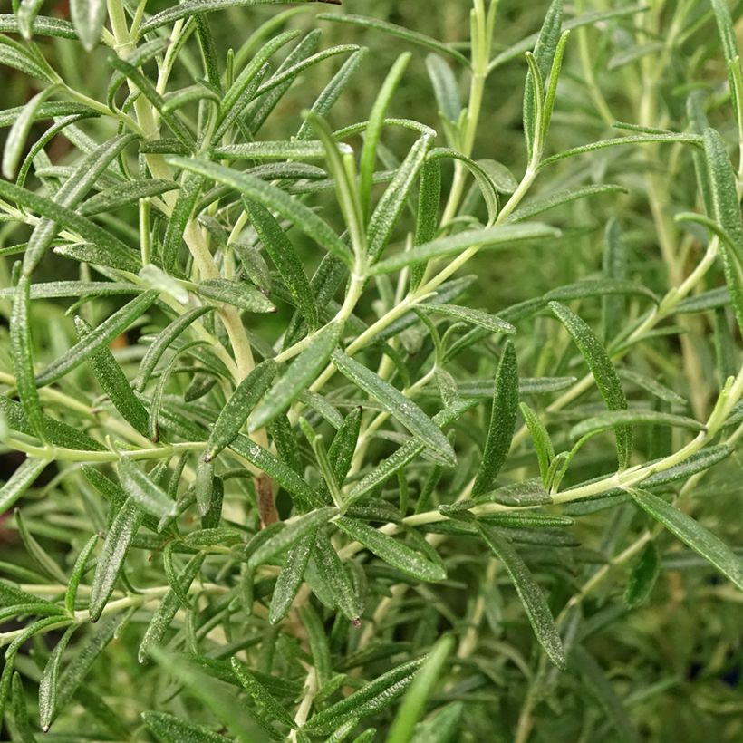 Rosmarinus officinalis Tuscan Blue (Foliage)