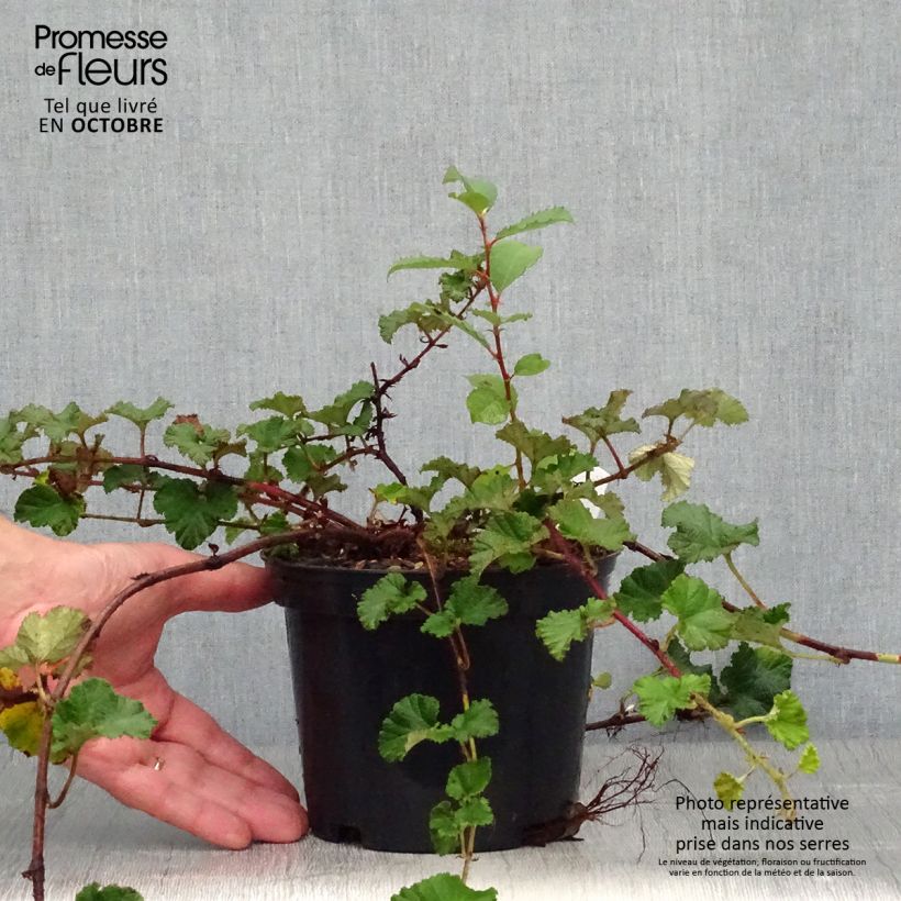 Rubus tricolor Betty Ashburner 1.5L/2L pot sample as delivered in autumn