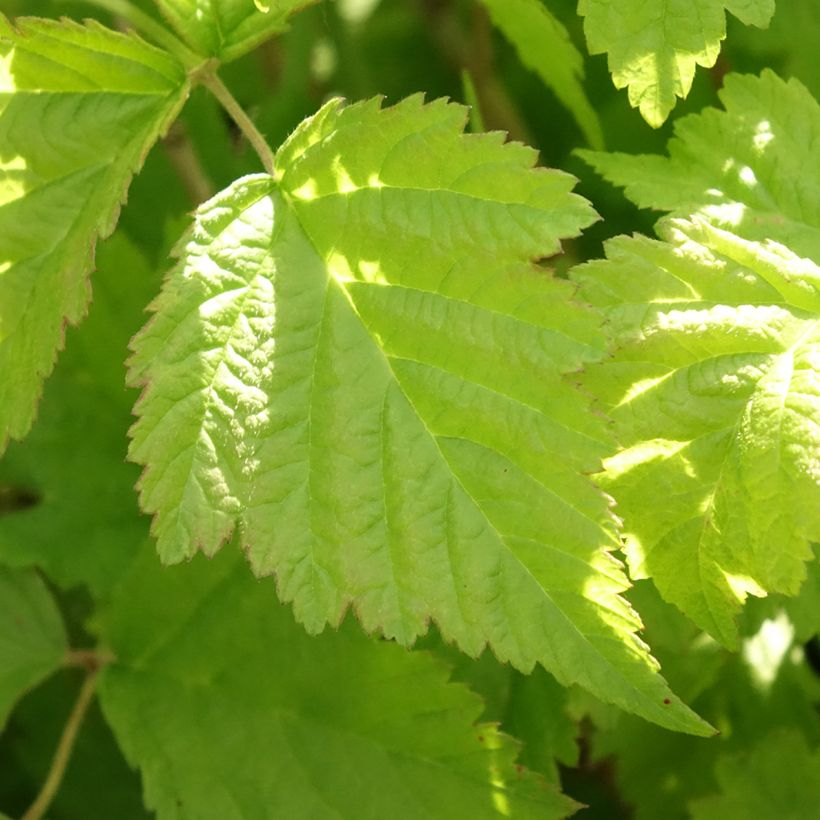 Rubus caesius - European dewberry (Foliage)