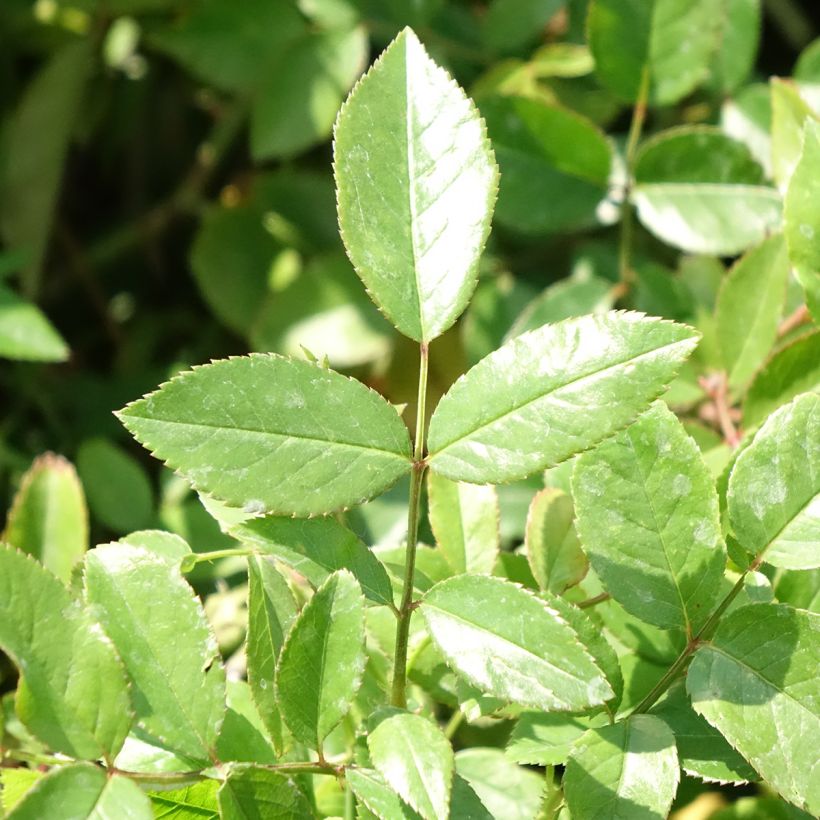 Rosa x polyantha Louis Blériot (Foliage)