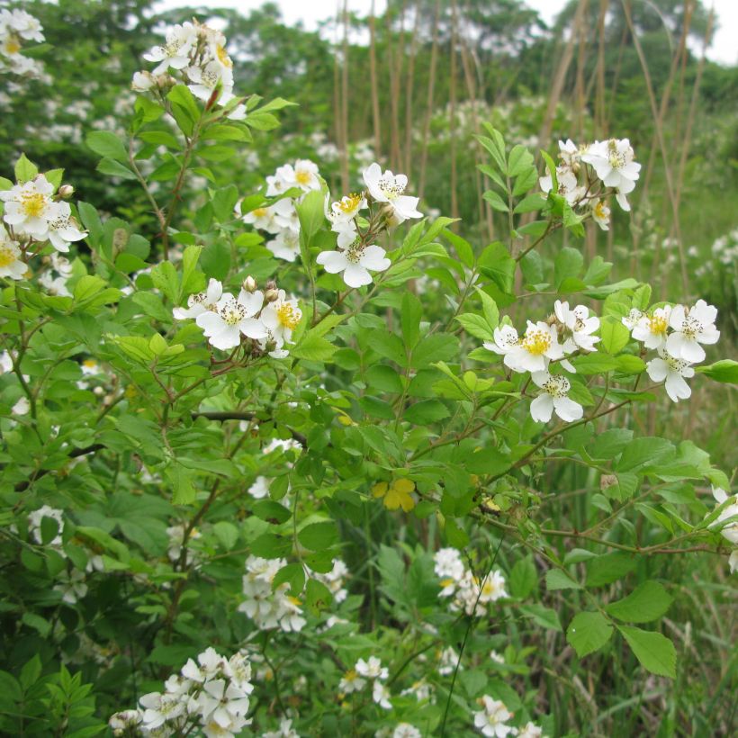 Rosa multiflora - Climbing Rose (Plant habit)