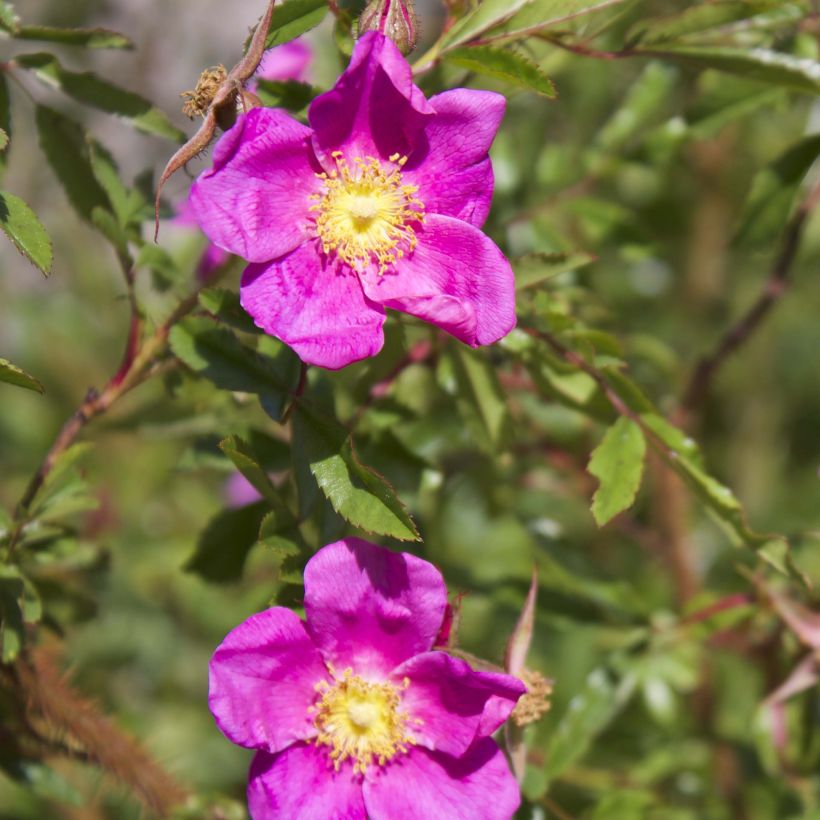 Rosa nitida (Flowering)