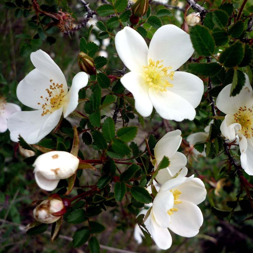 Rosa pimpinellifolia (Flowering)