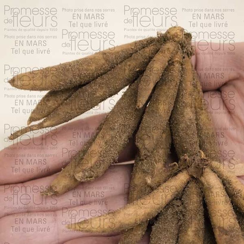 Example of Roscoea beesiana Bulbe specimen as delivered