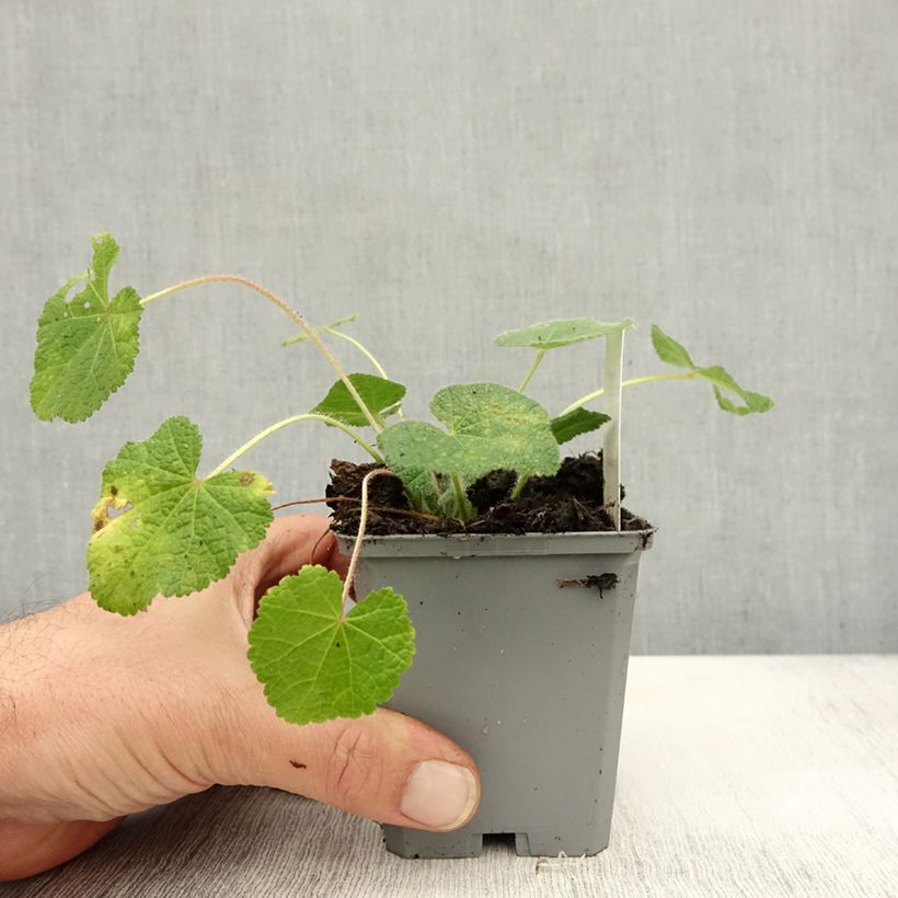Alcea rugosa  8/9 cm pot sample as delivered in autumn