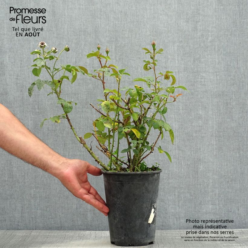 Rosa x floribunda Abbatiale de Pontigny - Floribunda Rose 4L/5L pot sample as delivered in summer