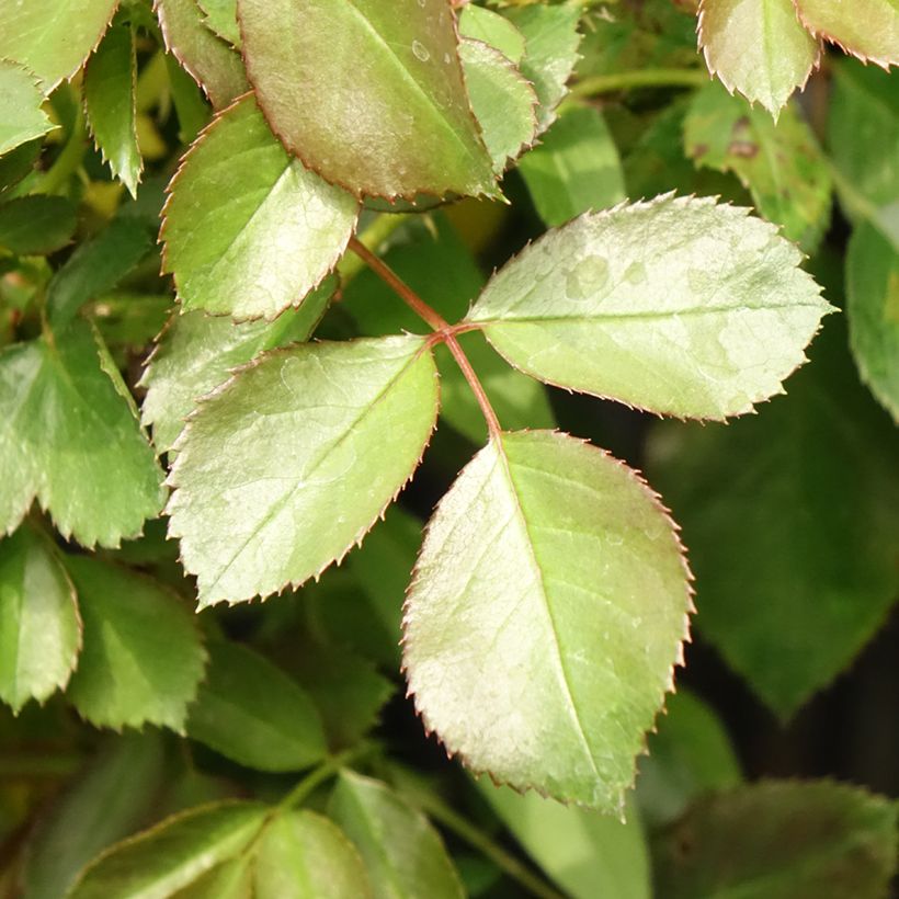 Rosa x floribunda Alain - Floribunda Rose (Foliage)