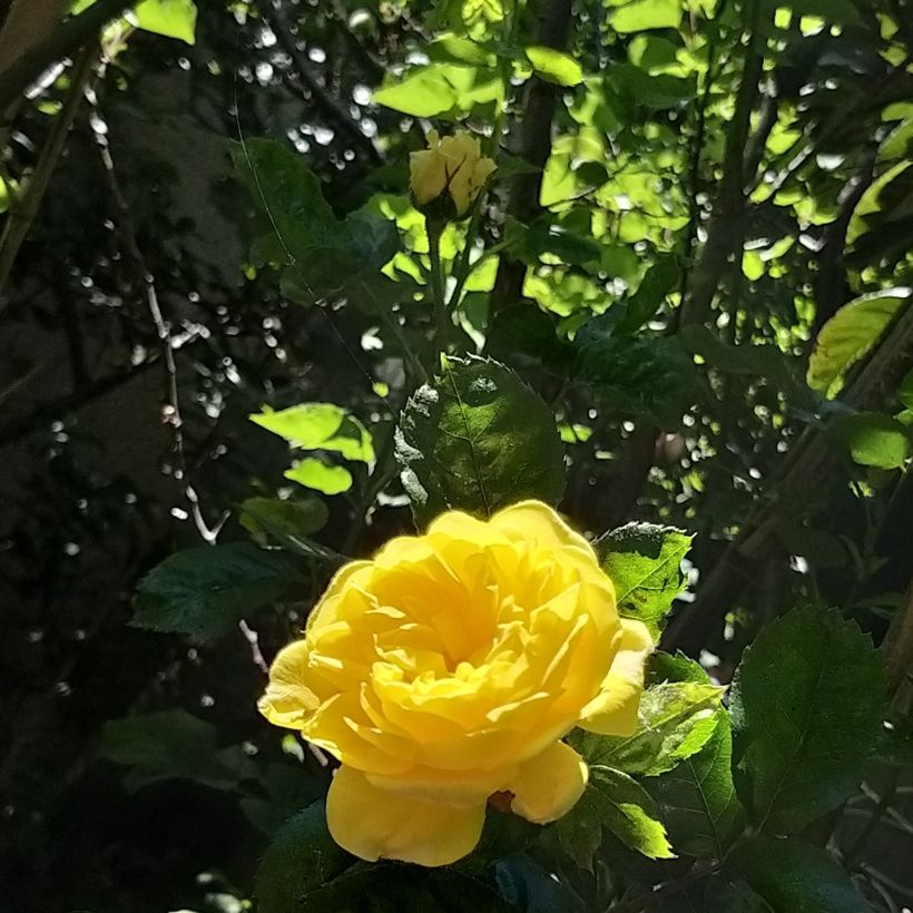 Rosa x floribunda Rosa Anny Duperey (Flowering)
