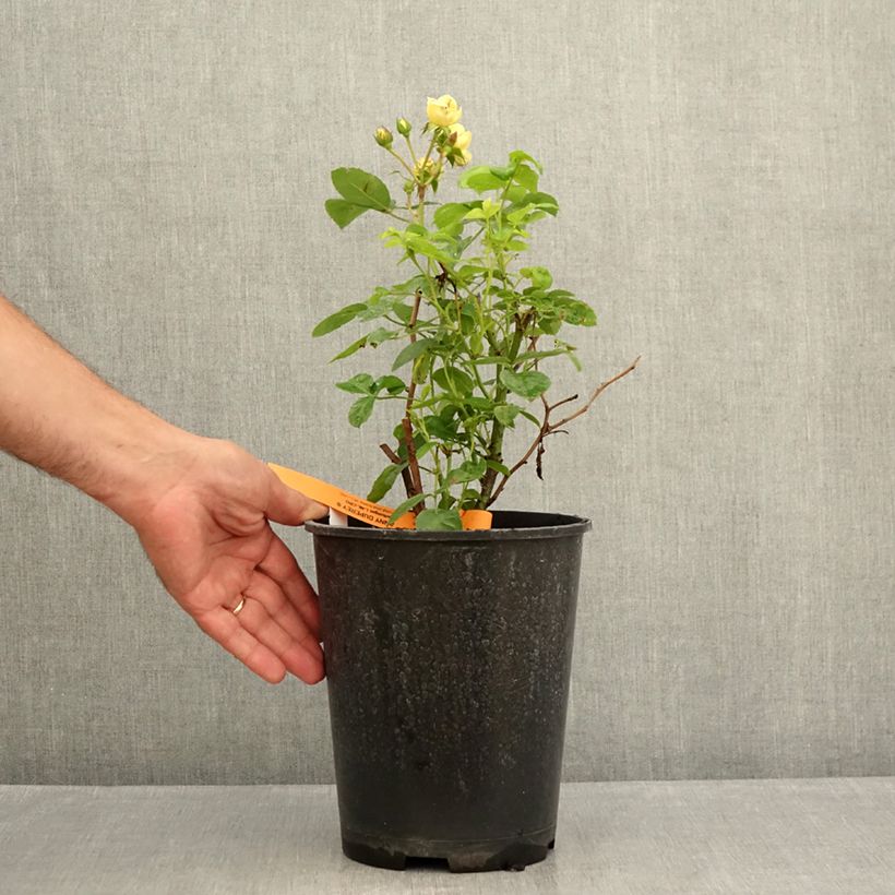 Rosa x floribunda Rosa Anny Duperey 4L/5L pot sample as delivered in summer