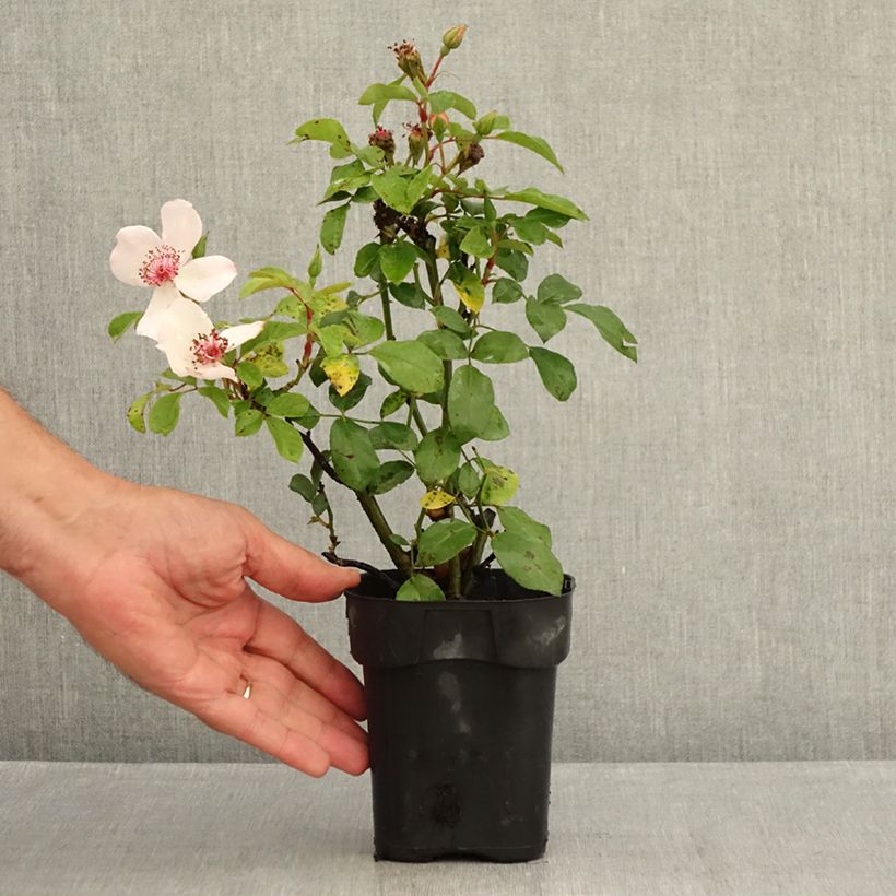 Rosa x floribunda Astronomia - Floribunda Rose 10cm/11cm pot sample as delivered in summer