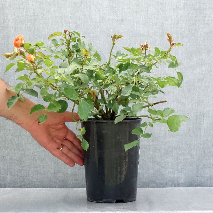 Rosa x floribunda Bentheimer Gold - Floribunda Rose 2L/3L pot sample as delivered in summer