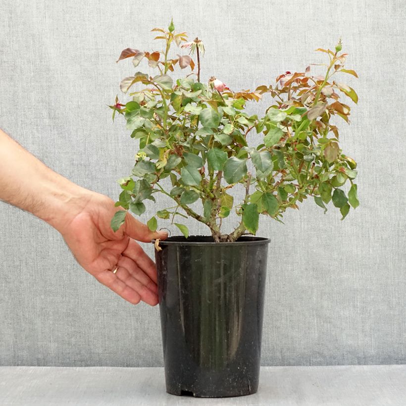 Rosa x floribunda Berleburg 'Poulbella' 3L/4L pot sample as delivered in summer