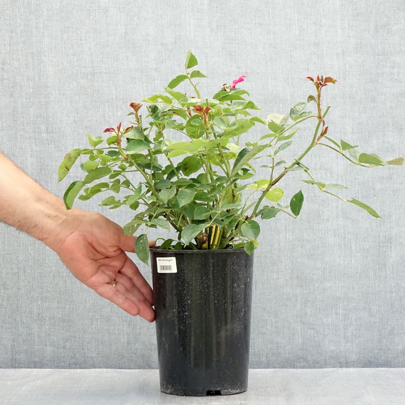 Rosa floribunda Bordeaux 4L/5L pot sample as delivered in summer
