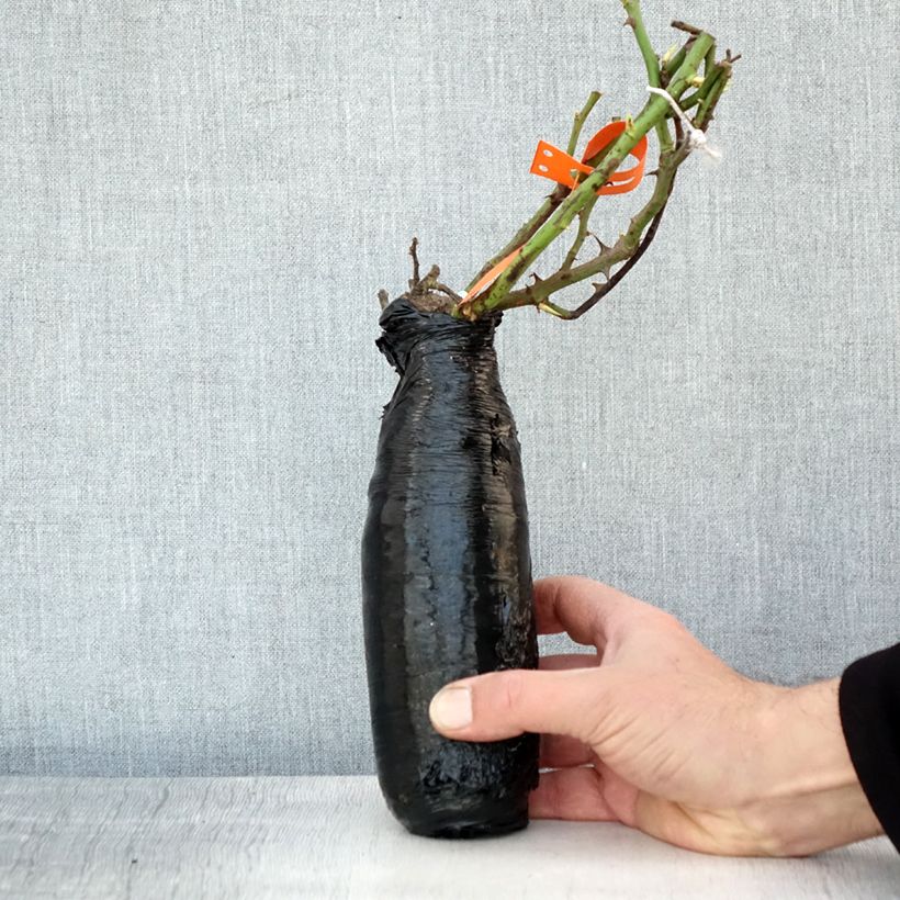 Rosa Botticelli Wrapped bare root sample as delivered in winter