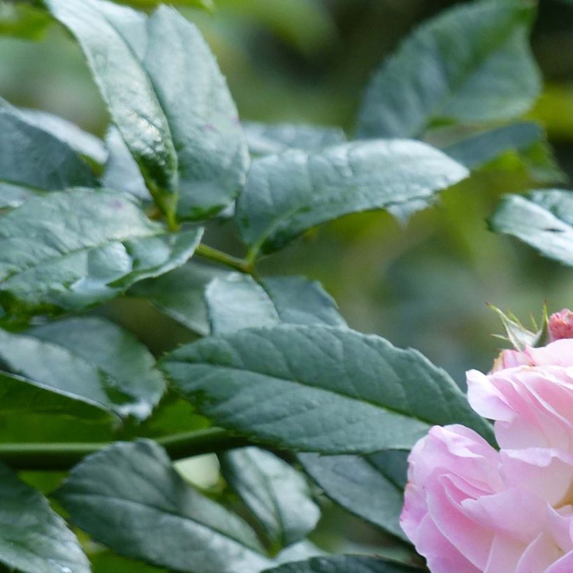 Rosa x moschata Bouquet Parfait 'Lenbofa' (Foliage)