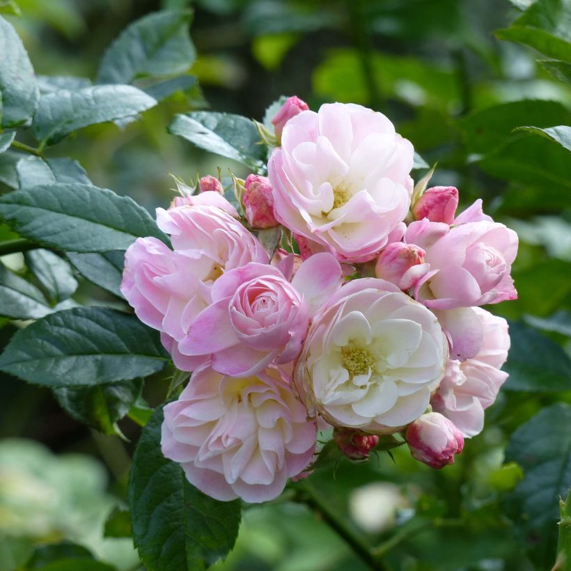 Rosa x moschata Bouquet Parfait 'Lenbofa' (Flowering)
