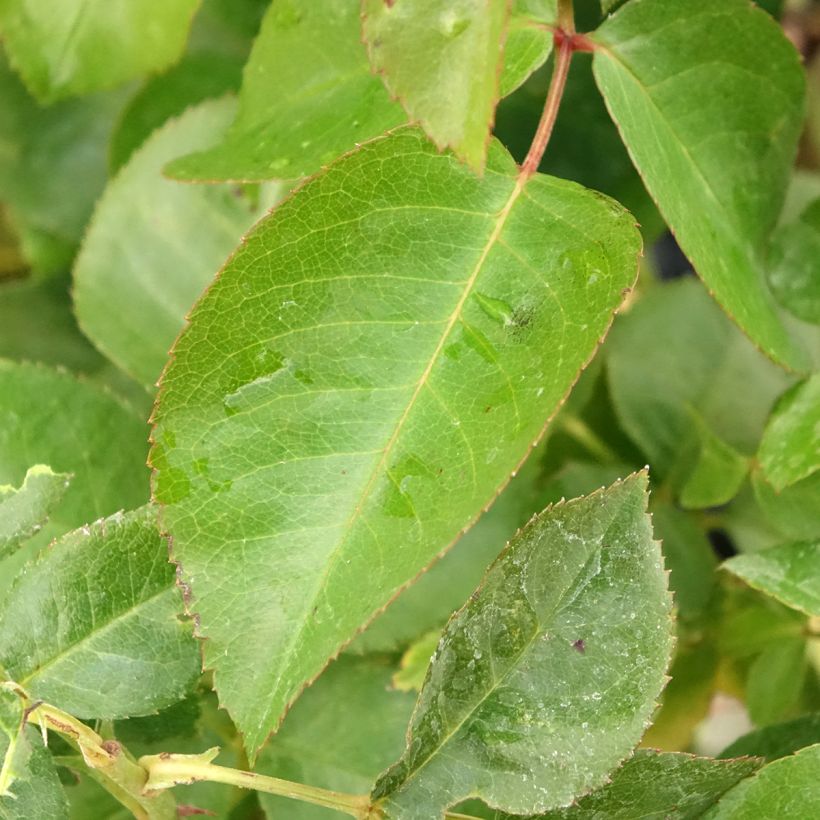 Rosa Chalon en Bourgogne - Floribunda rose (Foliage)