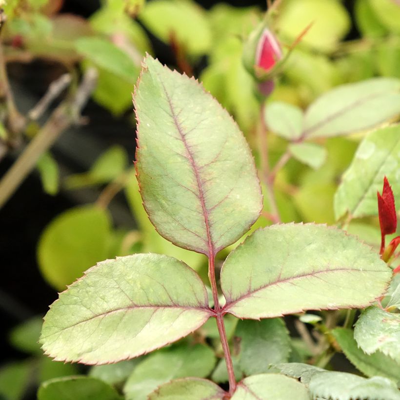 Rosa x polyantha Cherry Bonica (Foliage)