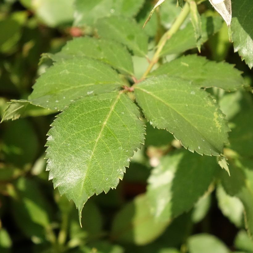 Rosa x floribunda Crème Chantilly  (Foliage)