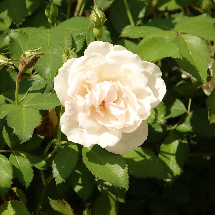 Rosa x floribunda Crème Chantilly  (Flowering)
