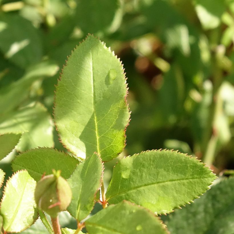 Rosa x floribunda Fizzy Lady (Foliage)