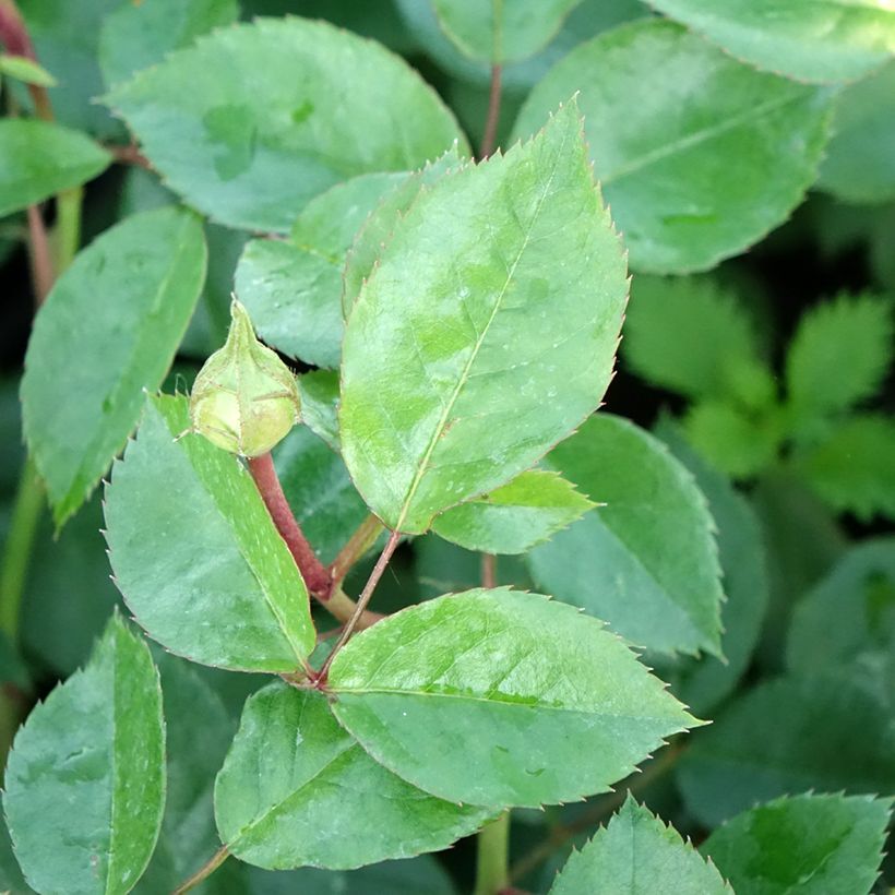 Rosa Garden of Roses (Foliage)