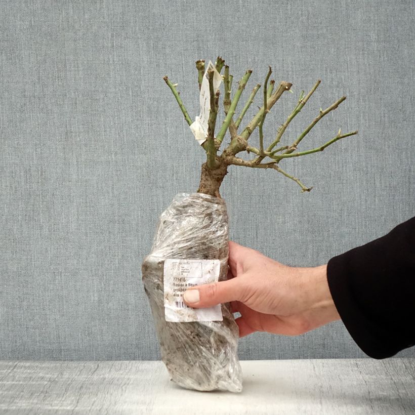 Rosa 'Fée des neiges' (Iceberg) - Shrub Rose Wrapped bare root sample as delivered in winter
