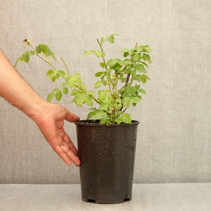 Rosa x polyantha La Sevillana - Polyantha Rose 2L/3L pot sample as delivered in summer