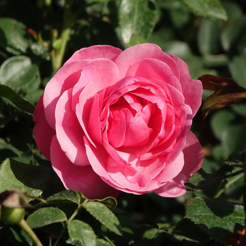 Rosa x floribunda Leonardo Da Vinci - Floribunda Rose (Flowering)