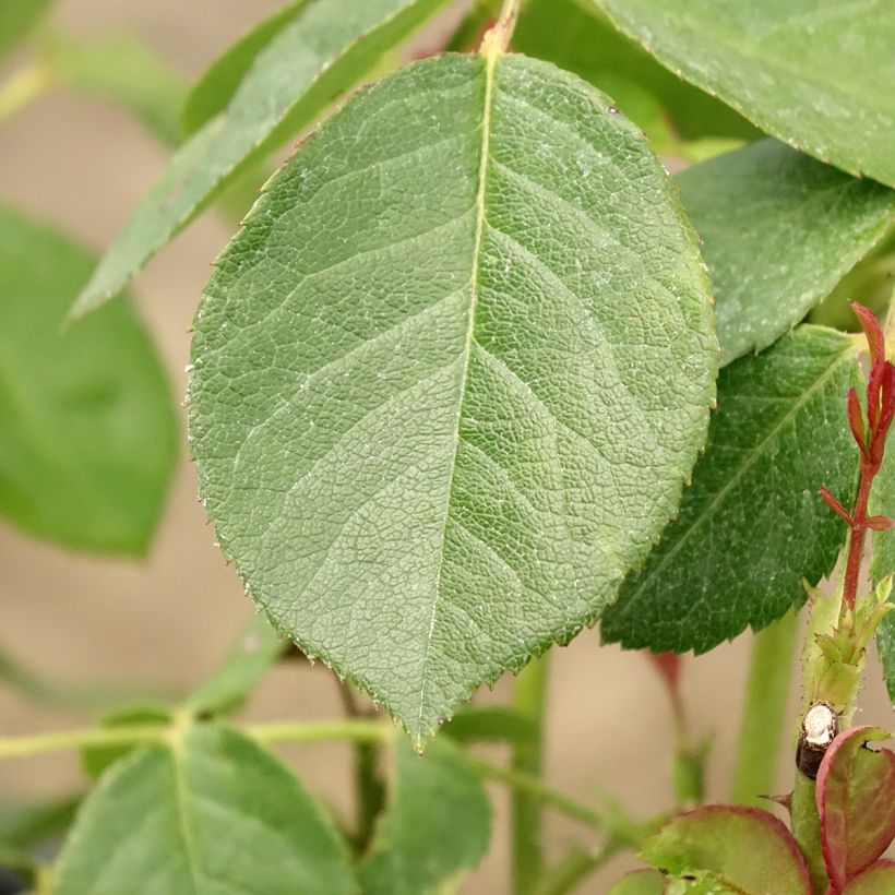 Rosa floribunda Love letter (Foliage)