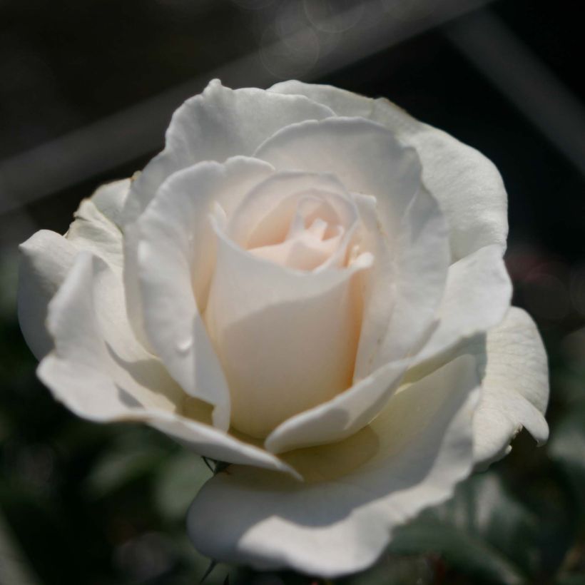 Rosa Margaret Merril (Flowering)