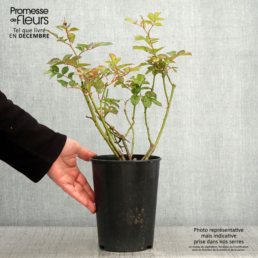 Rosa x polyantha 'Maria Mathilda' - Shrub Rose  3L/4L pot sample as delivered in autumn