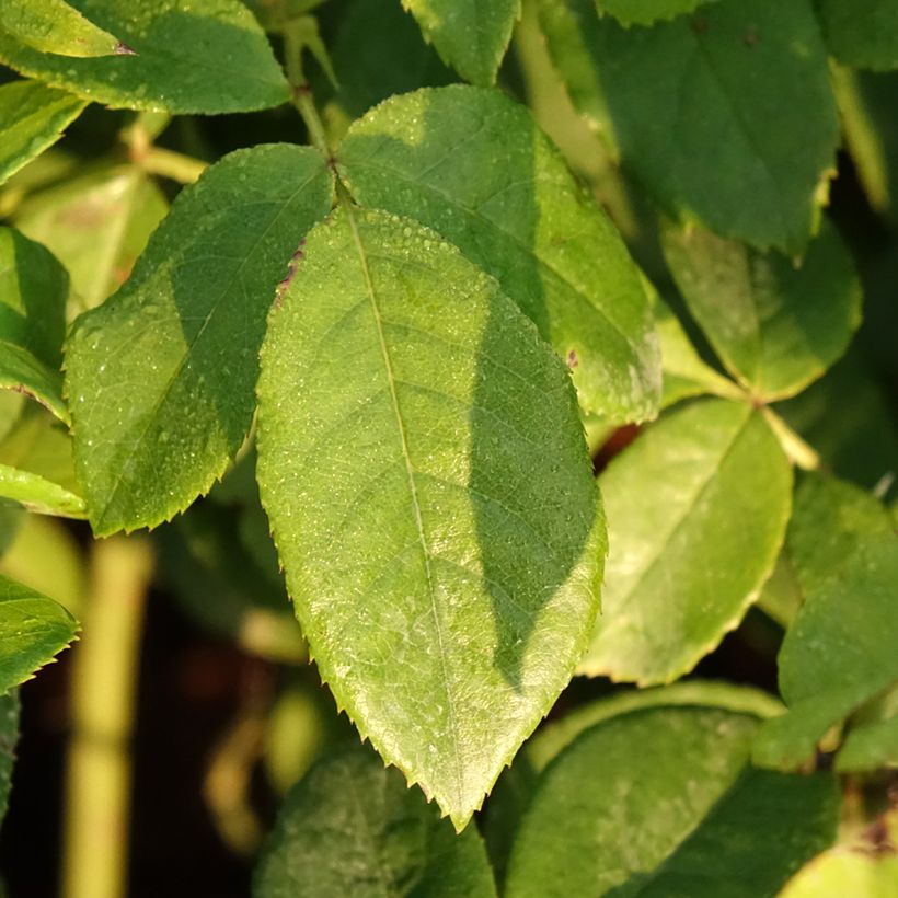 Rosa x polyantha 'Maria Mathilda' - Shrub Rose  (Foliage)